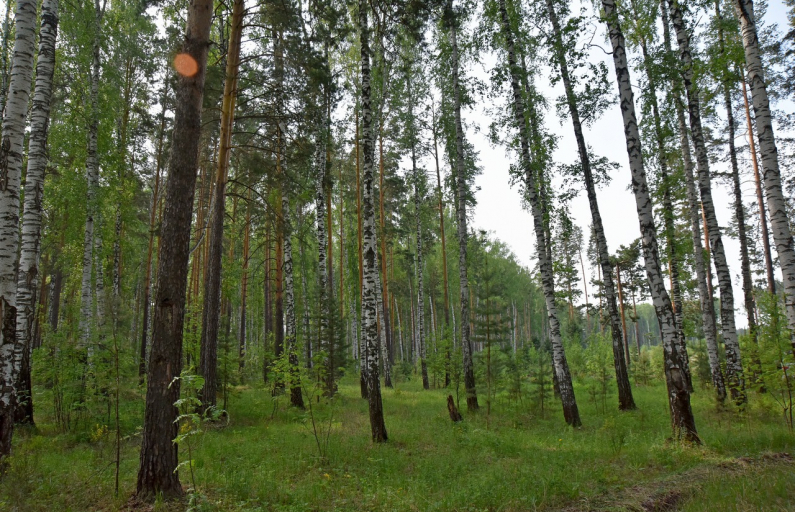Фото ДИП Свердловской области. Особый противопожарный режим в лесах области продолжает действовать.